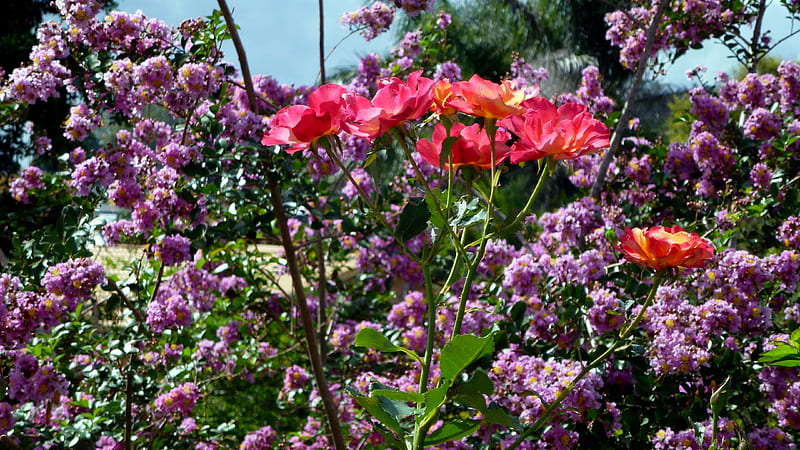 Granada rose, beautiful rose, crepe myrtle tree, rose, HD wallpaper