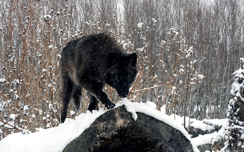 Wolf Winter-2012 animal Featured, HD wallpaper