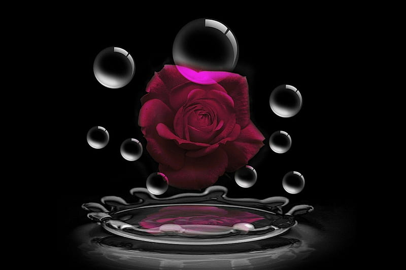 Rose in Bubbles, bubbles, bonito, rose, HD wallpaper | Peakpx