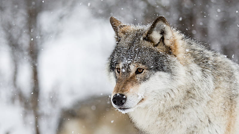 Animal, Wolf, Snowfall, Wildlife, predator (Animal), HD wallpaper | Peakpx