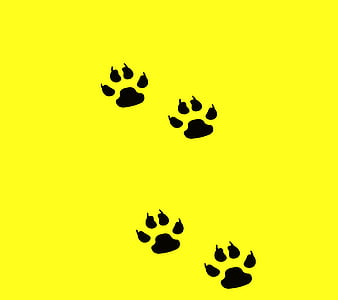 Paw print HD wallpapers  Pxfuel