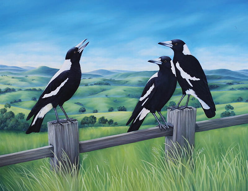 MAGPIES, black and white, fence, singing, HD wallpaper