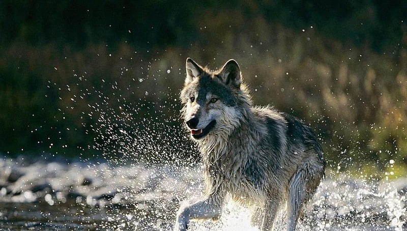 A la caza, depredador, manada de lobos, vida silvestre, lobo, arroyo, Fondo  de pantalla HD | Peakpx