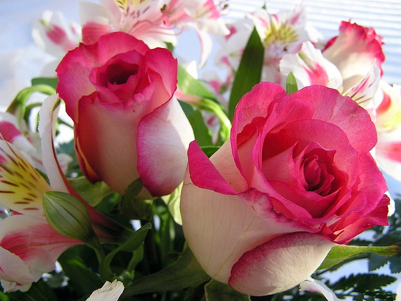 Hermosas rosas, flores, pétalos, naturaleza, rosas, Fondo de pantalla HD |  Peakpx