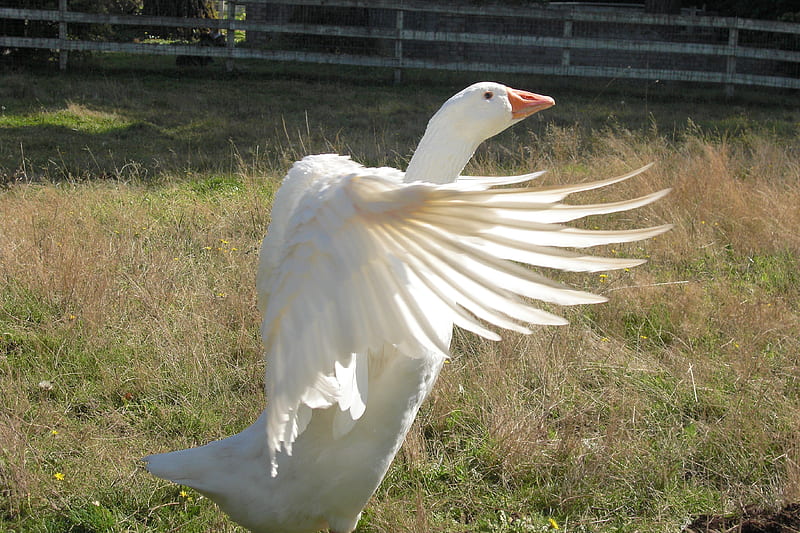 Gussy displaying His beauty, bonito, goose, white, wing, HD wallpaper