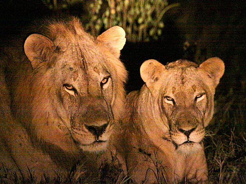 KING AND QUIN, female, wild, lionese, man, lion, HD wallpaper