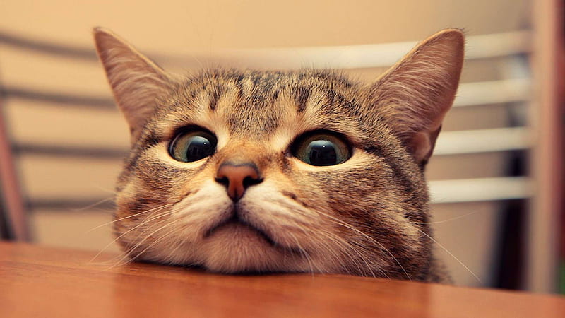 oh crap!, surprised, whiskers, cat, eyes, HD wallpaper