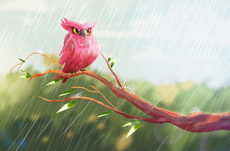 Pink owl, bird, pink, owl, bufnita, pasari, rain, ahmet iltas, HD wallpaper