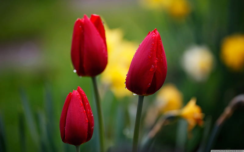 Three Red Tulips, flowers, nature, tulips, field, HD wallpaper