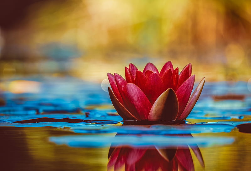 water lilly, graphy, petals, blurry, bokeh, Flowers, HD wallpaper