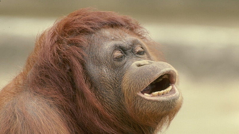 Orangutan, monkey, primate, smile, funny, animal, HD wallpaper