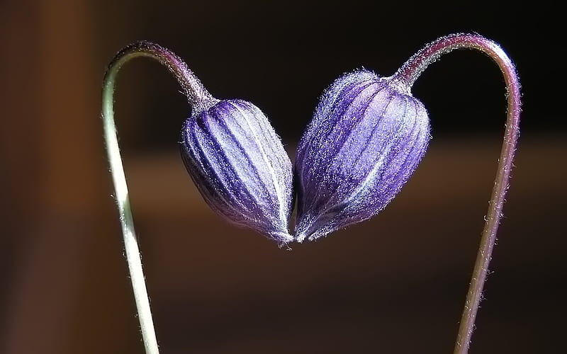 Bud of love - heart-shaped purple flower, HD wallpaper