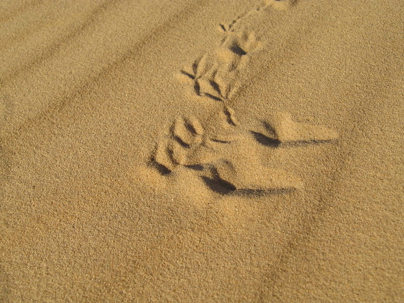Bird Tracks on sand, sand, desert, bird, tracks, HD wallpaper