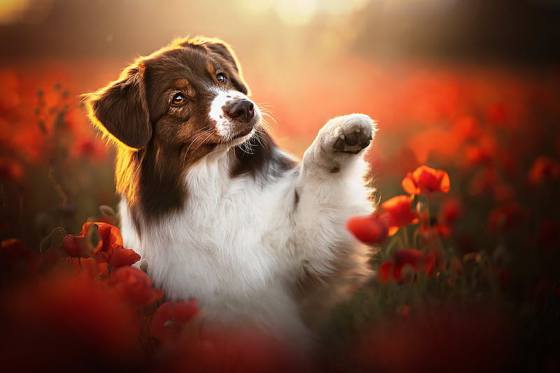 Dogs, Dog, Pet, Poppy, Red Flower, HD wallpaper