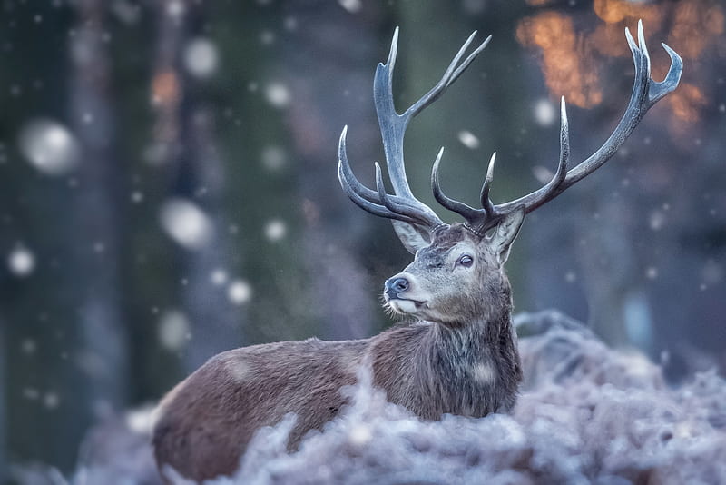 Snow Deer -  Canada