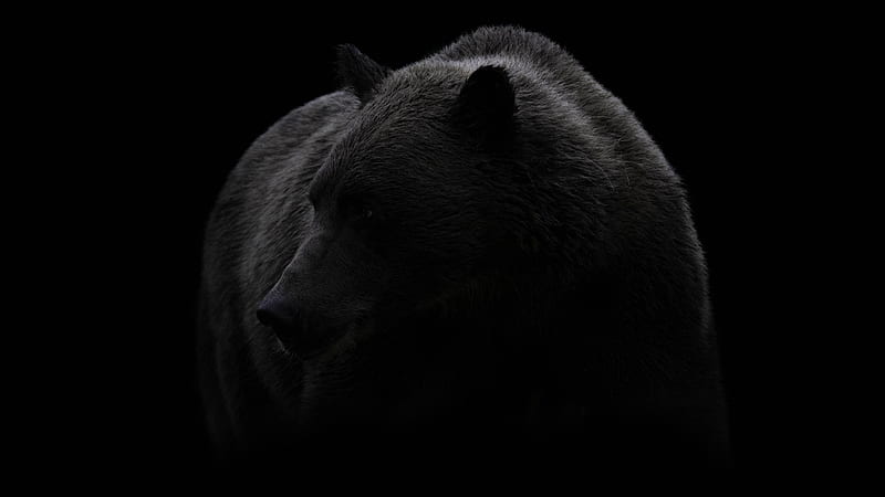Bear, Black, Black And White, Brown Bear. Animal graphy, Bear, Bear, American Black Bear, HD wallpaper