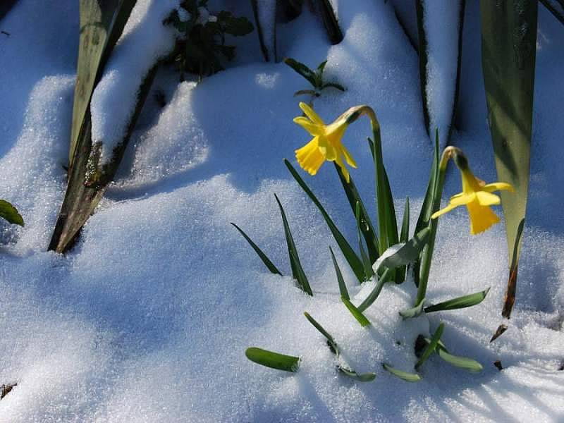 Daffodils in snow, in snow, daffodils, HD wallpaper | Peakpx