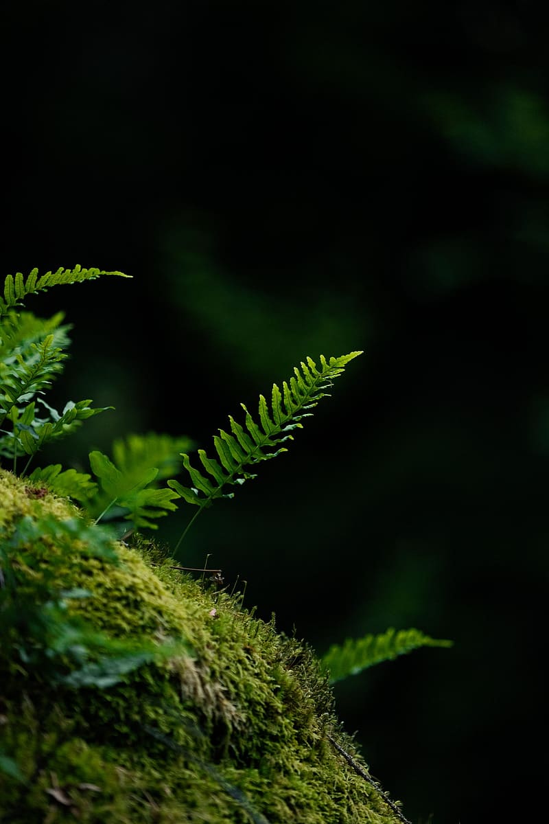 fern, leaf, moss, macro, black background, HD phone wallpaper
