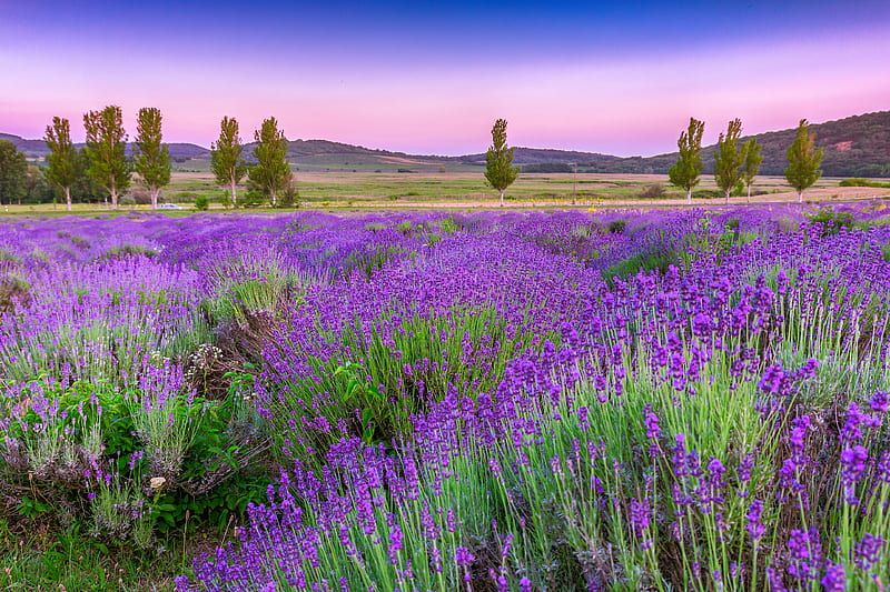 Lavender garden, meadow, field, Provence, bonito, lavender, scent, HD wallpaper