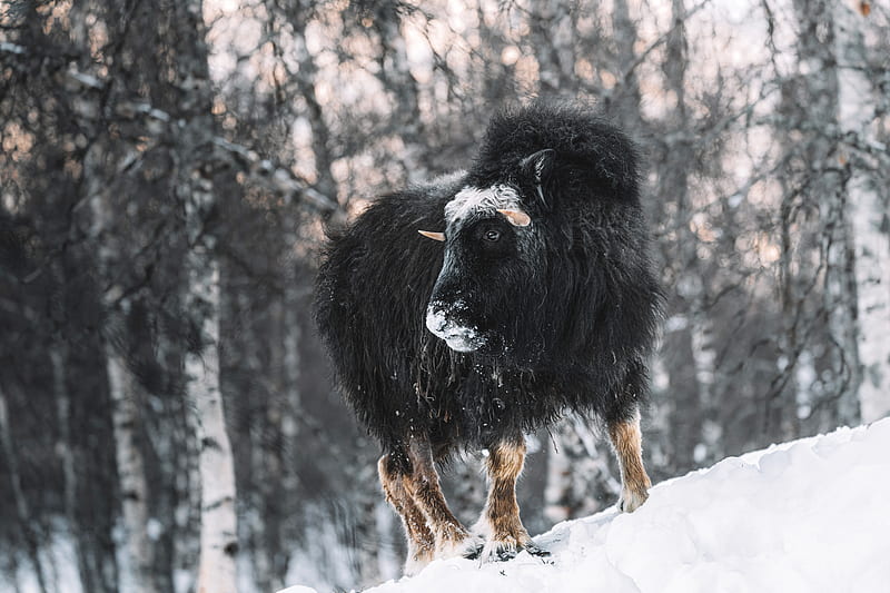 Animal, American Bison, Snow, Winter, HD wallpaper