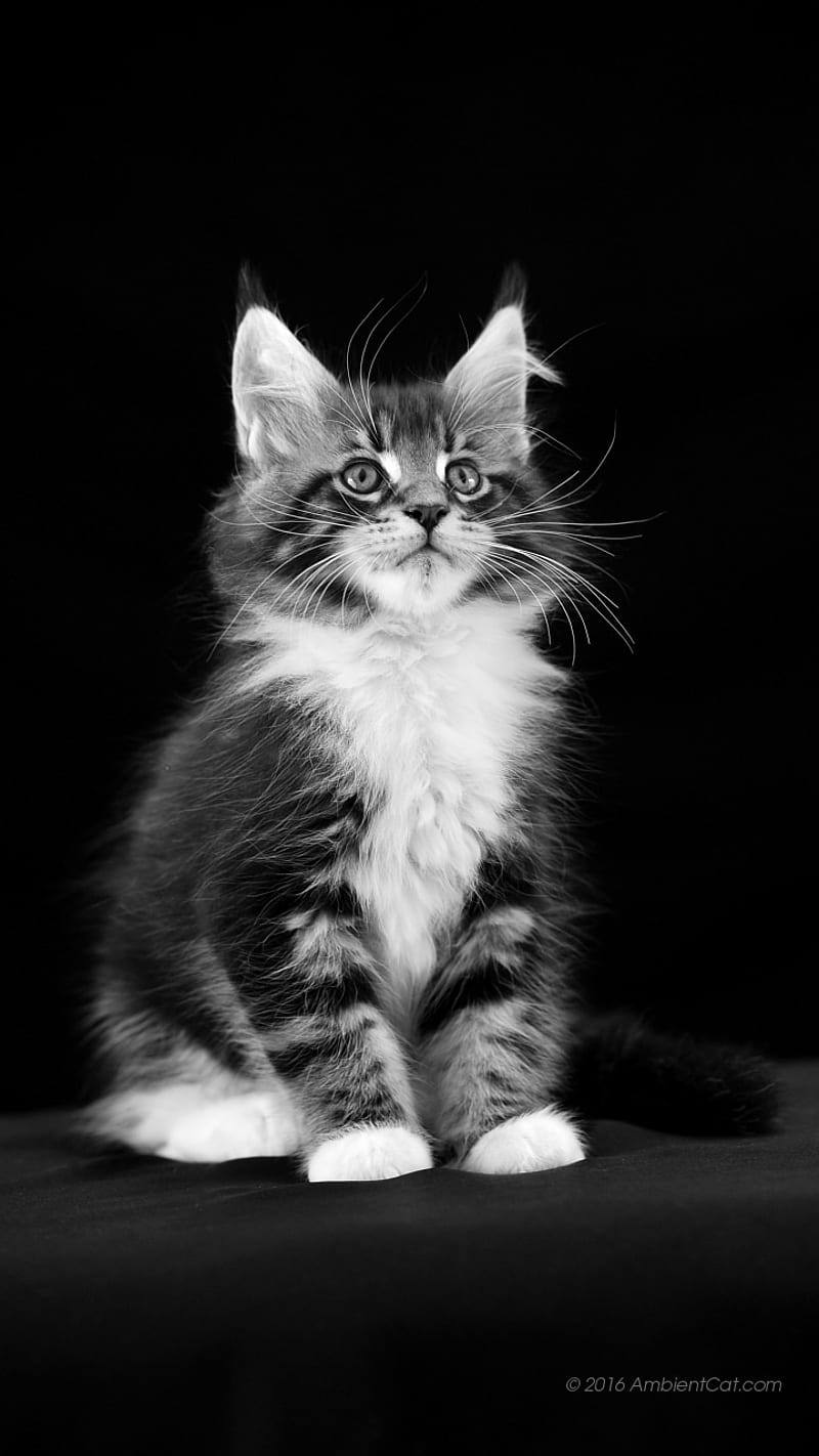 Cat, cute, kitten, meow, HD phone wallpaper