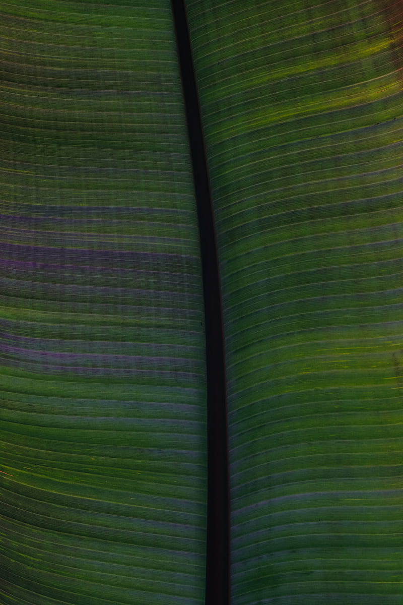 leaf, veins, stripes, macro, green, HD phone wallpaper