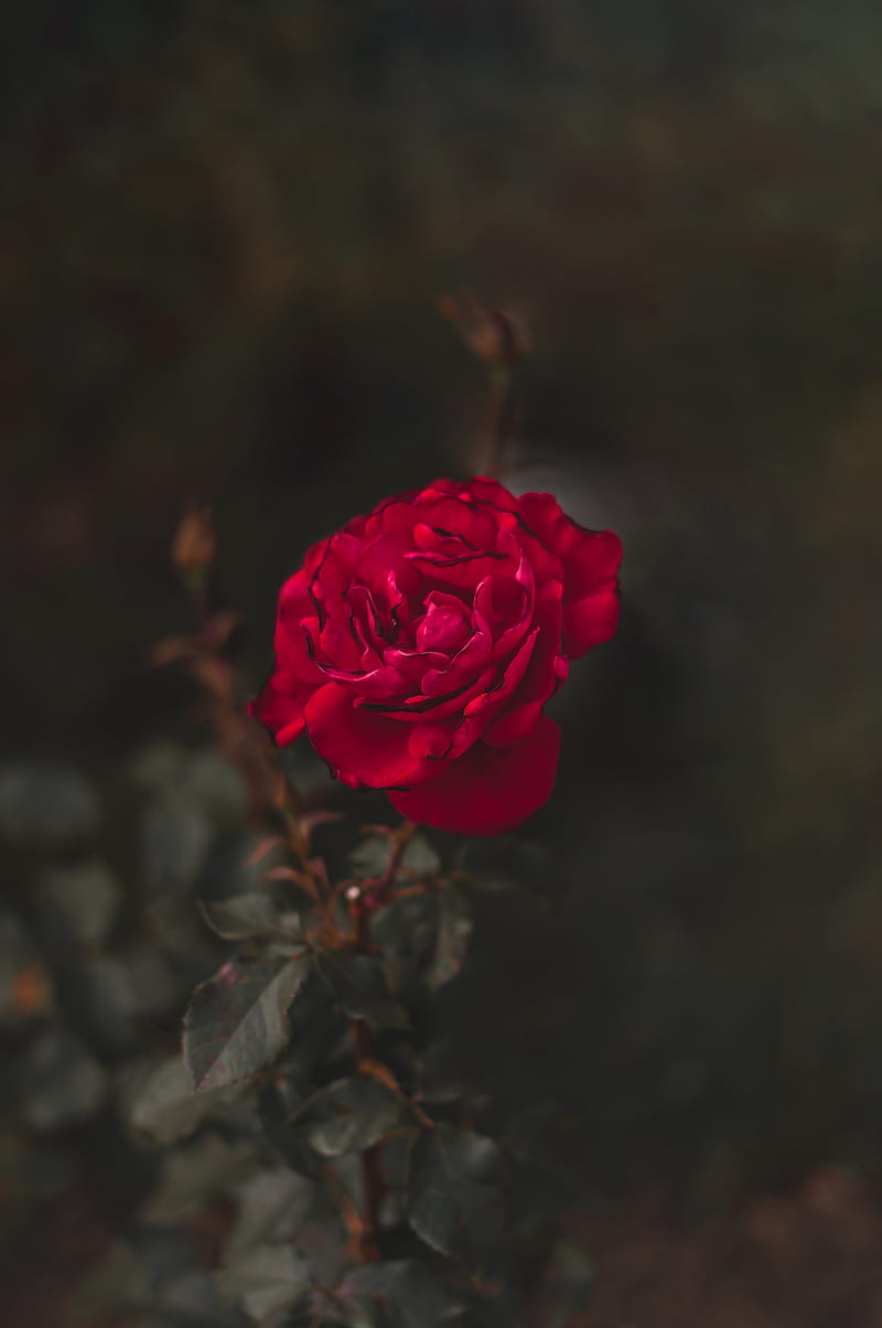 rose, red, flower, macro, closeup, HD phone wallpaper