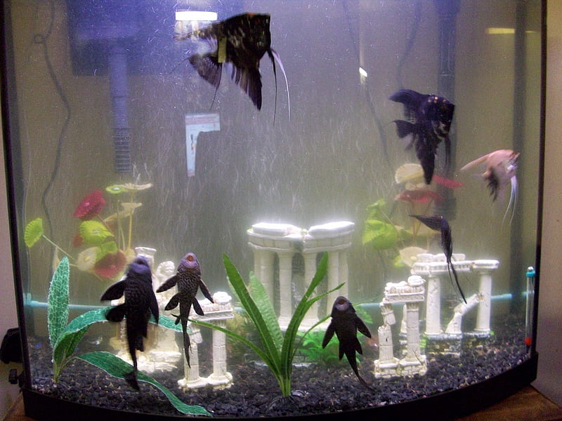 fishtank, aquariaum, tank, fish, angels, HD wallpaper