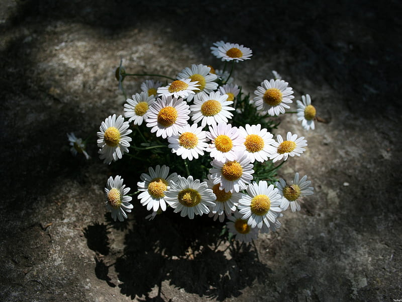 Margarete, flowers, bonito, flori, daisy, HD wallpaper