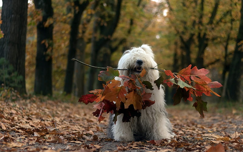 2K free download | Cute Dog, fall, forest, animals, dog, HD wallpaper ...