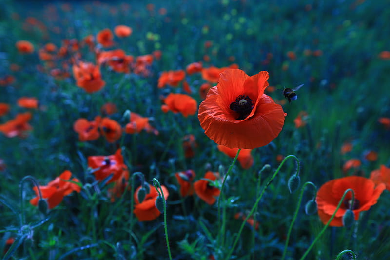 Flowers, Poppy, Flower, Nature, Red Flower, HD wallpaper