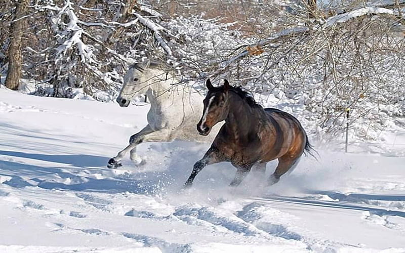Horses Running In The Snow, Animalls, Trees, Snow, Horses, Winter, HD wallpaper