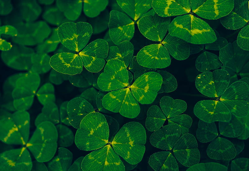 Clover Leaves, charm, good luck, green, leaf, luck, lucky, HD wallpaper