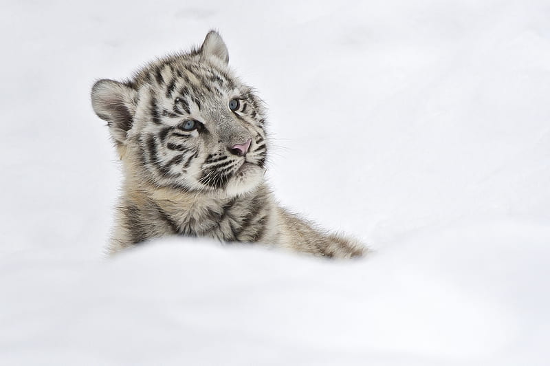 White tiger cub, cute, snow, cub, tiger, tigru, white, winter, animal, iarna, HD wallpaper