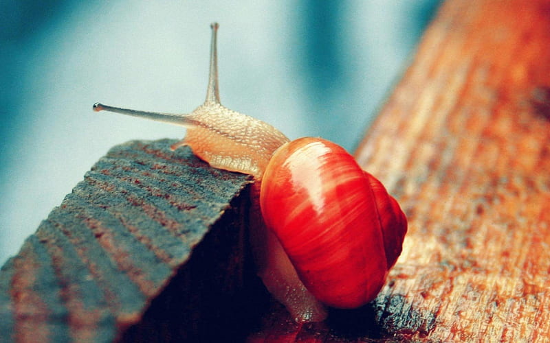 red snail-Animal graphy, HD wallpaper