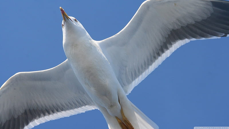seagull in flight, sky, bird, seagull, blue, HD wallpaper