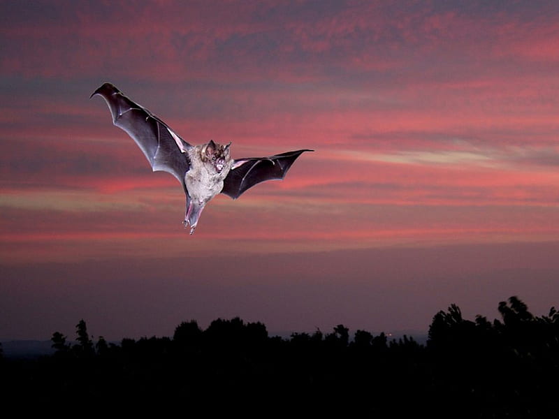 Bat, Animal, Bird, Nature, HD wallpaper | Peakpx Bat, Animal, Bird, Nature, HD wallpaper | Peakpx