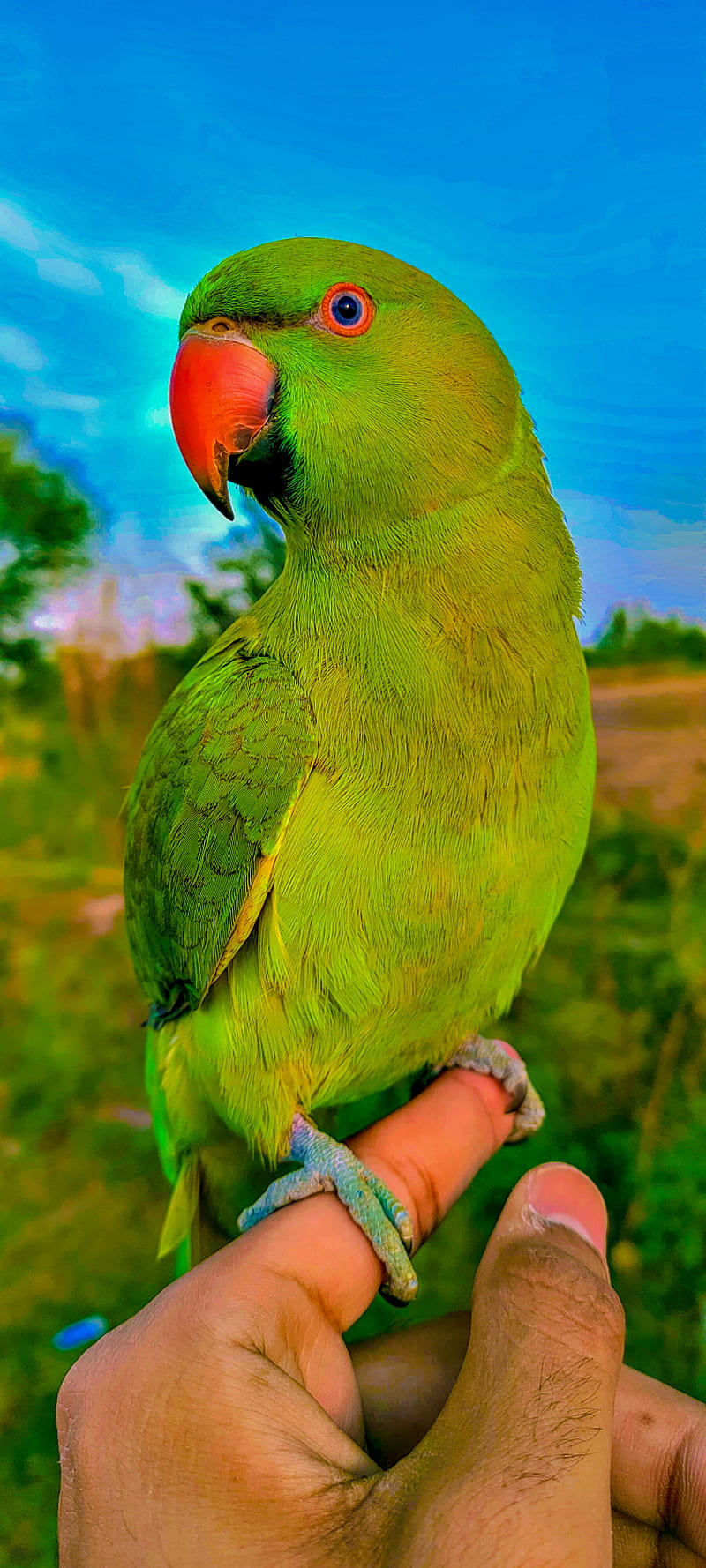 Beautiful Parrot, couple, green, blue, parrots, birds, anniversary, HD  phone wallpaper | Peakpx