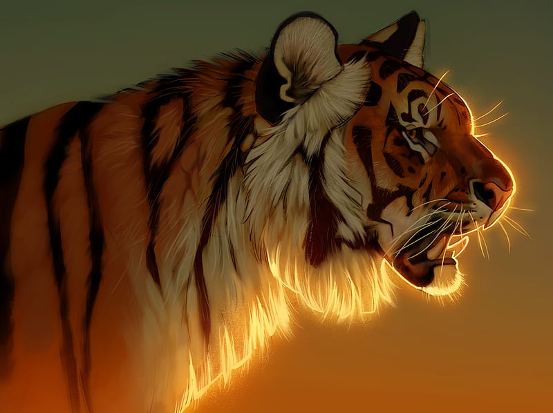 Tiger Evening Glow , tiger, animals, HD wallpaper