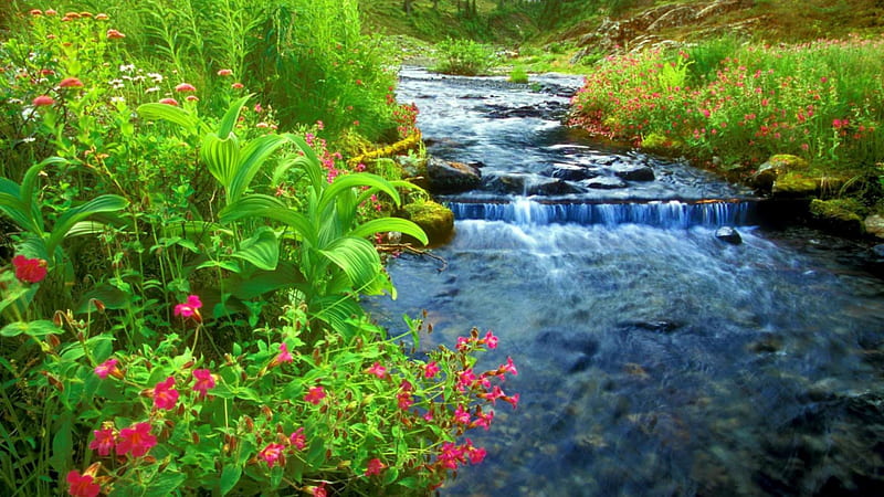 flowers around a flowing river, rocks, flowing, banks, flowers, river, HD wallpaper