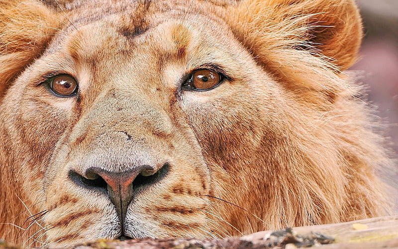 Lion, Africa, African lion, predator, HD wallpaper