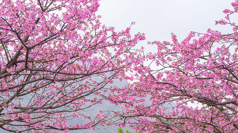 sakura tree, pink leaves, spring, cherry blossom, Flowers, HD wallpaper