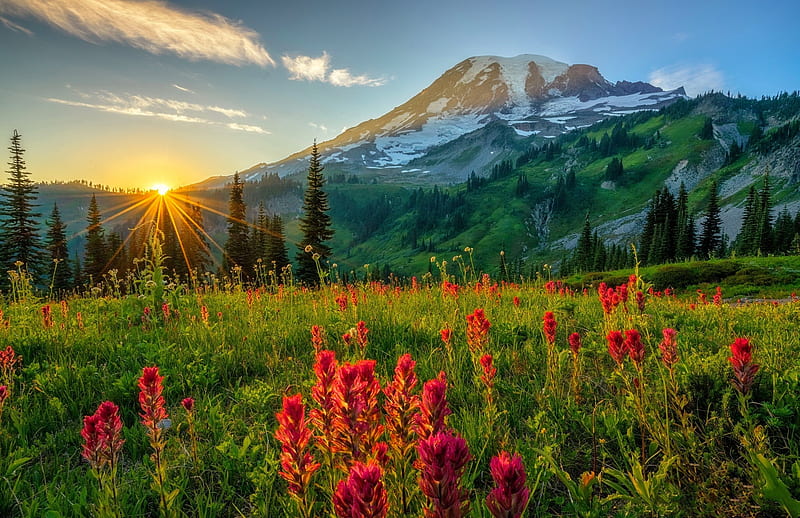 Mount Rainier NP, Mount Rainier, hills, sun, sunset, bonito, mountain, rays, wildflowers, national park, peak, slope, summer, sunrise, meadow, HD wallpaper