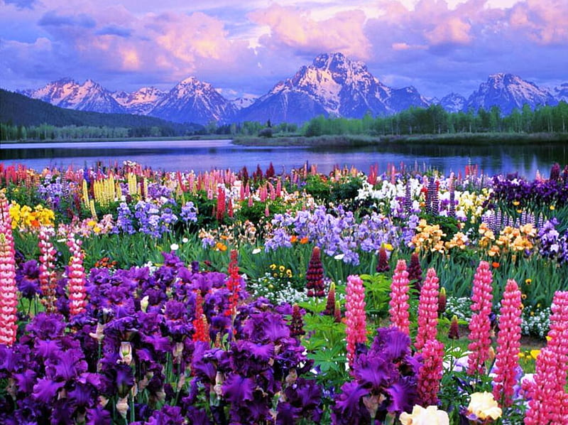 Spring, spring, spring, wild, mountains, flowers, lake, field, blue, HD wallpaper