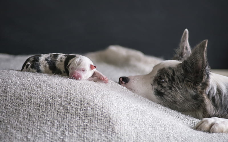 Australian Shepherd, small newborn puppy, Aussie, white dog, cute animals, pets, dogs, HD wallpaper