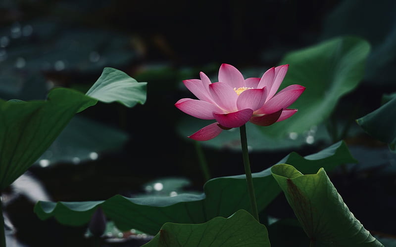 HD lotus flower lotus with leaves wallpapers | Peakpx