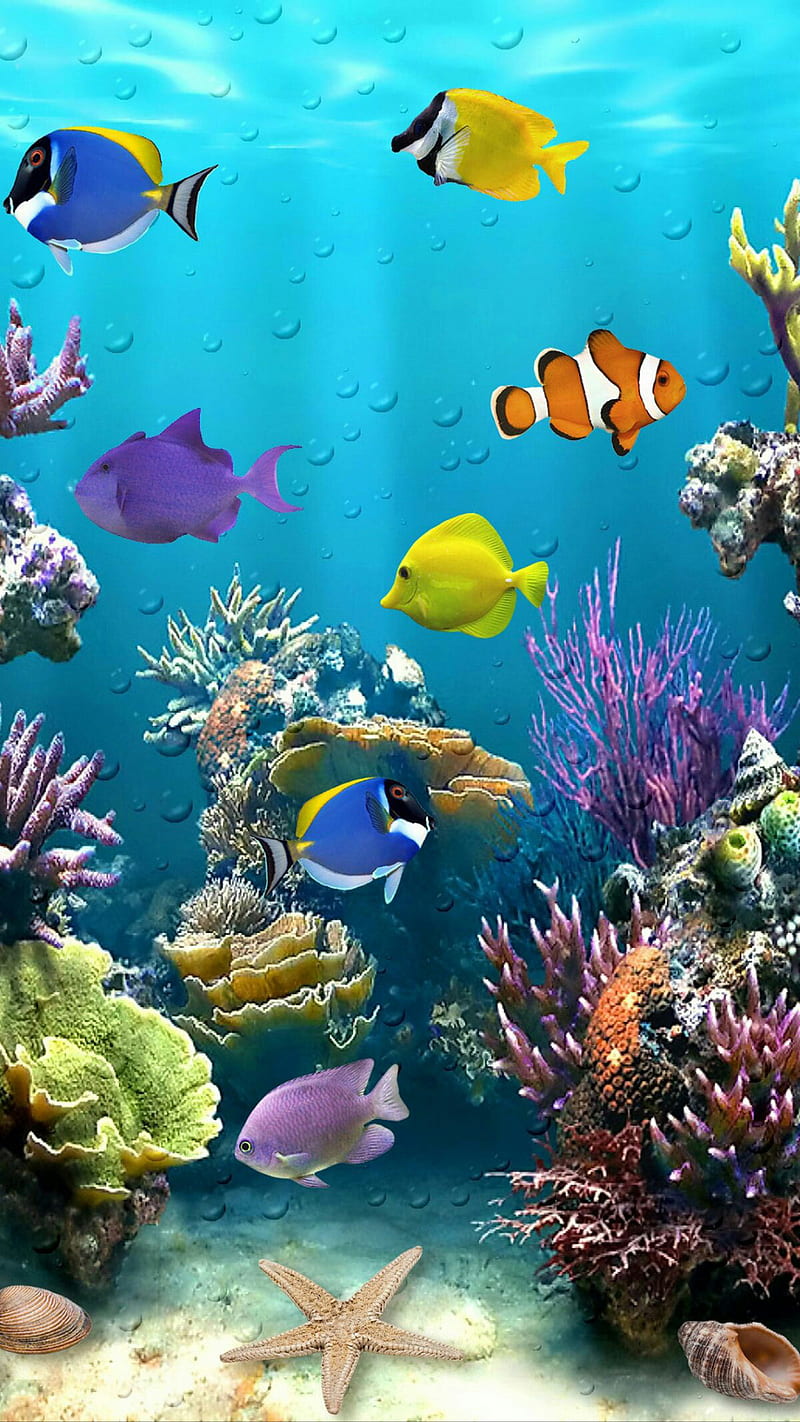 Ocean, aquarium, bubbles, fish, plant, sea, starfish, tropical, HD phone wallpaper