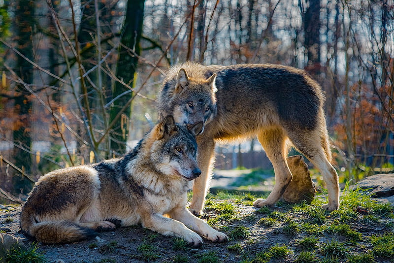 Wolves Couple, wildlife, wolves, love, animal, HD wallpaper