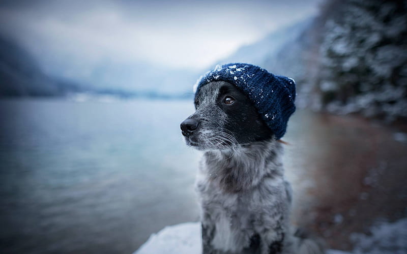 cute dog, border collie, winter, lake, sad dog, pets, dogs, snow, HD wallpaper