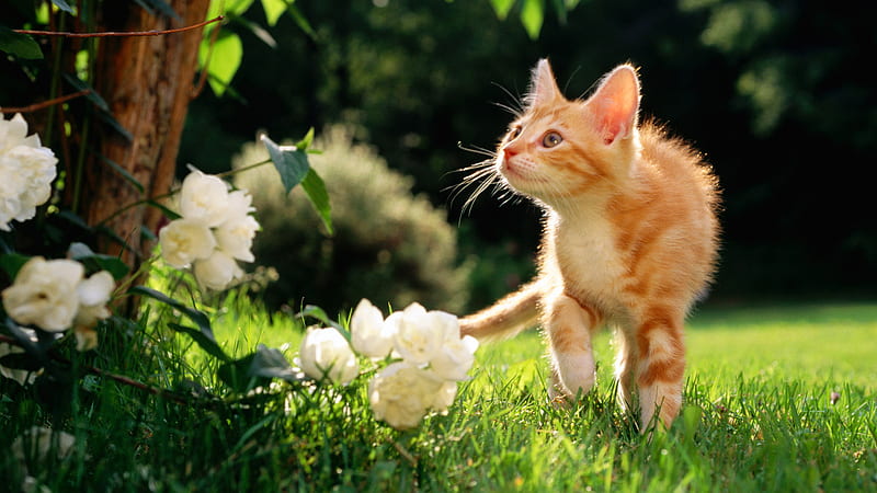 Cute Kitten Is Walking On Grass Field Kitten, HD wallpaper